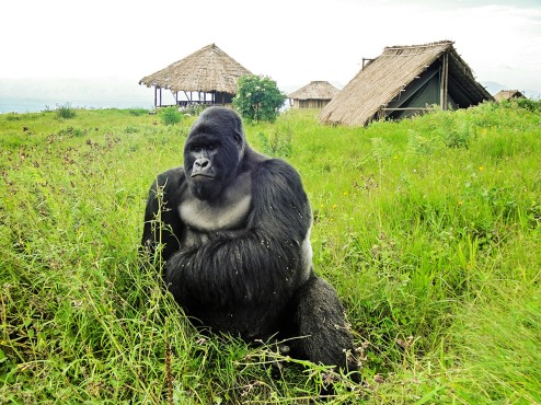 congolese-gorilla